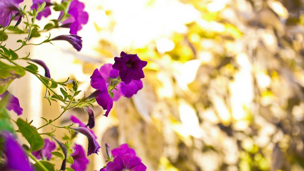 קינגסטון Cattleya Luxury Suites חדר תמונה